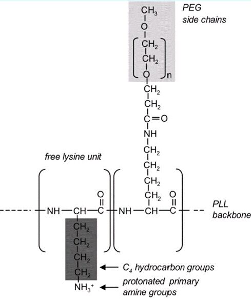 PLL(20)-g(5)-PEG(2) ，PLL(20)-g[3.5]-PEG(2) 嵌段共聚物的介绍(图2)