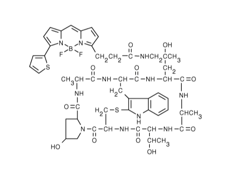 BODIPY 558/568鬼笔环肽