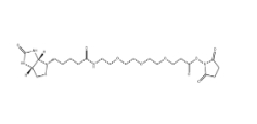 1253286-56-4 Biotin-PEG3-NHS ester 生物素三聚乙二醇琥珀酰亚胺酯