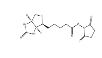  35013-72-0        D-生物素 N-羟基琥珀酰亚胺酯	      D-Biotin N-Succinimidyl Ester	