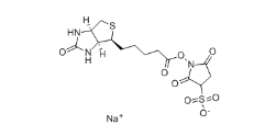 119616-38-5 蛋白标记用 Biotin Sulfo-Osu 生物素 3-磺酸基-N-羟基琥珀酰亚胺钠盐