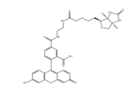 957494-27-8 生物素(5-荧光素)缀合物 BIOTIN (5-FLUORESCEIN) CONJUGATE