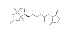 35013-72-0     N-Succinimidyl D-Biotinate	(+)生物素-N-琥珀酰亚胺基酯	