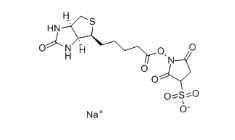 119616-38-5 Biotin-NHS, Water-Soluble 生物素 3-磺酸基-N-羟基琥珀酰亚胺钠盐
