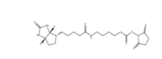 72040-63-2       NHS LC Biotin	        生物素化-epsilon-氨基己酸-N-羟基丁二酰亚胺活化酯	