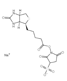 119616-38-5            生物素 3-磺酸基-N-羟基琥珀酰亚胺钠盐		