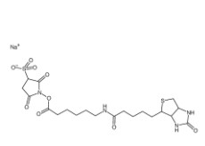 127062-22-0          6-(生物素酰胺)己酸磺酸基琥珀酰亚胺酯钠盐	        Sulfo-NHS-LC-Biotin	