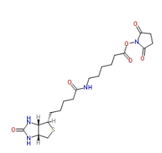 72040-63-2       NHS-LC-BIOTIN	      生物素化-epsilon-氨基己酸-N-羟基丁二酰亚胺活化酯	