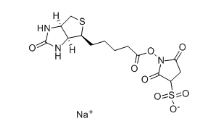 119616-38-5          Sulfo-NHS-Biotin试剂	生物素 3-磺酸基-N-羟基琥珀酰亚胺钠盐	