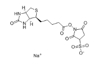 119616-38-5,Sulfo-NHS-Biotin,NHS-SS-Biotin,生物素 3-磺酸基-N-羟基琥珀酰亚胺钠盐