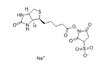 119616-38-5，水溶交联剂Sulfo-NHS-Biotin