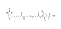 325143-98-4,Sulfo-NHS-SS-Biotin,水溶活性酯双硫键生物素交联剂