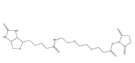 596820-83-6，Biotin-PEG2-NHS ester，9-(生物素氨基)-4,7-二氧杂壬酸N-琥珀酰亚胺酯