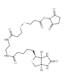 142439-92-7；Biotin-bisamido-SS-NHS ester；3-[3-[2-(生物素酰胺)乙基]氨基-3-氧代丙基]二硫基]丙酸琥珀酰亚胺酯	