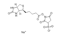 Biotin 3-sulfo-N-hydroxysuccinimide ester sodium salt、119616-38-5、生物素 3-磺酸基-N-羟基琥珀酰亚胺钠盐