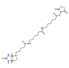 (+)-Biotin-LC-LC-NHS Ester；89889-52-1；生物素-LC-LC-琥珀酰亚胺酯