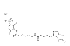 Sulfo-NHS-LC-Biotin	127062-22-0	      水溶生物素活性酯交联剂，6-(生物素酰胺)己酸磺酸基琥珀酰亚胺酯钠盐