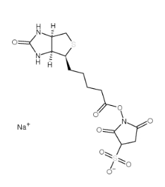 蛋白标记用 Biotin Sulfo-Osu	    119616-38-5	            生物素 3-磺酸基-N-羟基琥珀酰亚胺钠盐