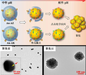 （2-氨基乙基）-吗啉基团偶联3-（吡啶-3-基）-6-氨基乙基-1，2，4，5-四嗪偶联（LysoTz）