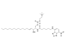 C6NBD-神经鞘氨酯，CAS号：94885-04-8，C6 NBD Sphingomyelin (d18:1/6:0)
