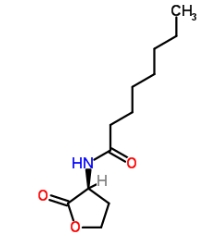 CAS号：147852-84-4  ，C8-HSL            瑞禧生物  