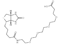  cas:721431-18-1，(+)-Biotin-PEG24-CH2CH2COOH ，15-[D-(+)-生物素氨基]-4,7,10,13-四氧杂十五烷酸