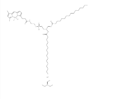 217075-07-5，BODIPY FL-DHPE