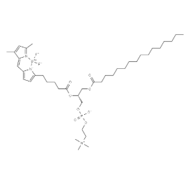 161106-88-3，BODIPY FL C5-HPC