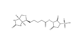 190598-55-1，Biotin sulfo-N-hydroxysuccinimide ester