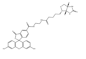 Biotin-4-fluorescein，1032732-74-3