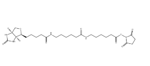 89889-52-1｜Biotin-LC-LC-NHS