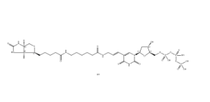 Biotin-11-dUTP，CAS：1221498-88-9