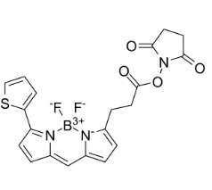 150173-73-2，BODIPY 558/568 NHS，（Ex/Em为561/569 nm）