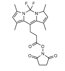 BODIPY 493/503 SE,216961-98-7