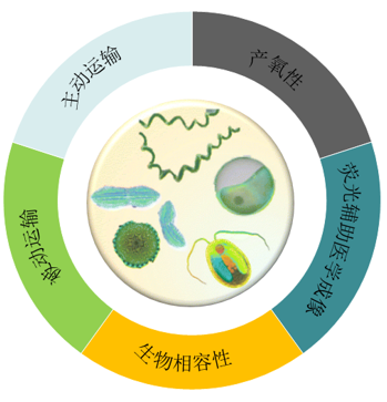 基于微藻的药物递送系统