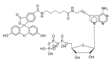 185971-89-5，Fluorescein Alkynylamino-ATP