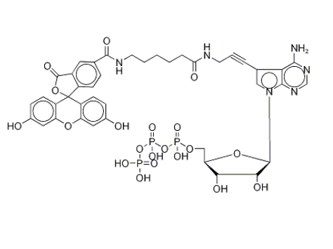 185971-89-5｜Fluorescein Alkynylamino-ATP