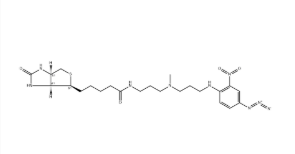 Photobiotin