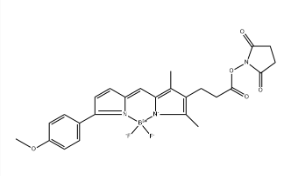 BODIPY TMR NHS ester，485397-12-4