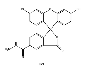 FAM hydrazide,5-isomer,2183440-64-2