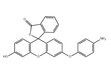 Aminophenyl fluorescein（APF，氨基苯基荧光素，359010-70-1）
