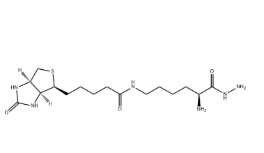 生物胞素酰肼（Biocytin HZ，CAS号：102743-85-1）